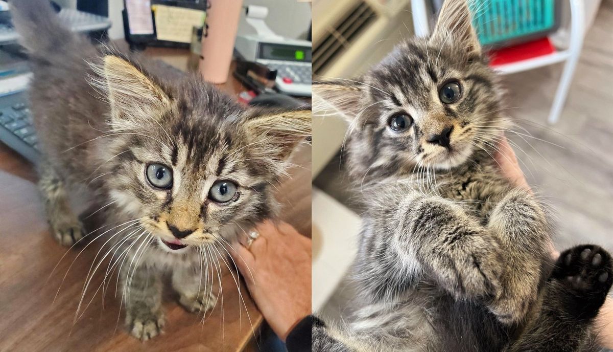 Worker Saw Stray Kitten Running Up to Him in a Warehouse and Jumping into His Arms