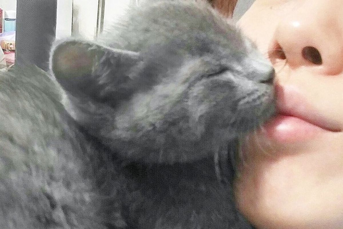 adopted blue kitten cuddling kissing his human