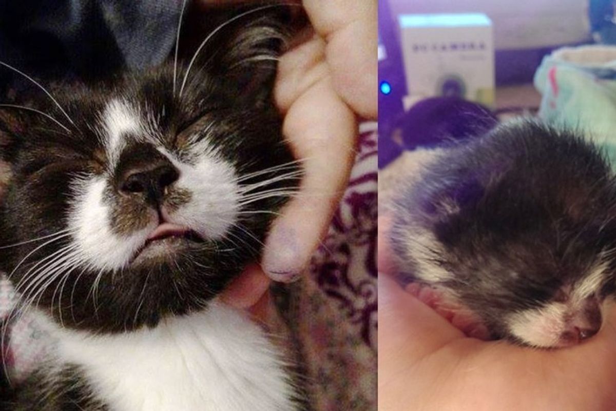 kitten rescued on driveway, 8 months later