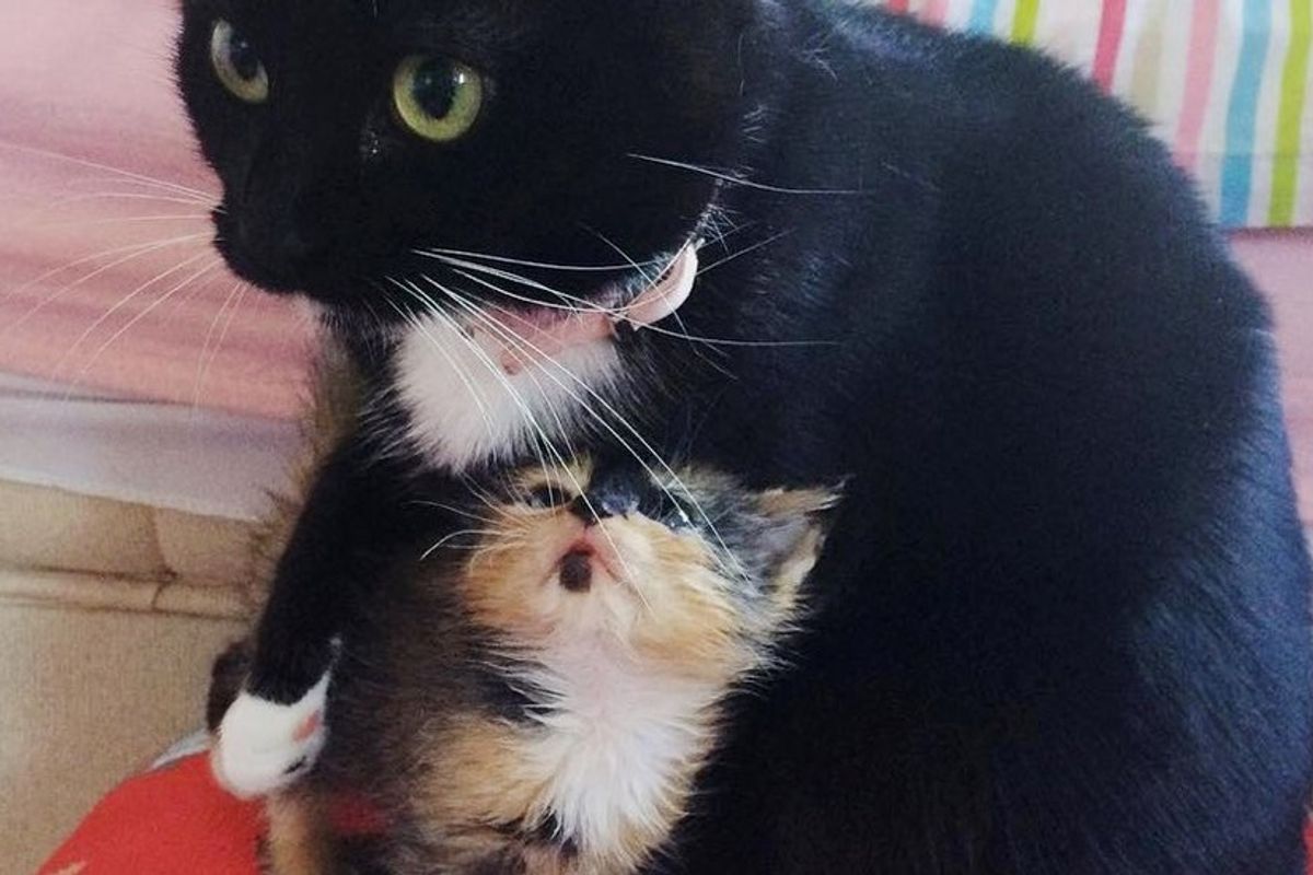orphaned kitten calico adopted by rescue cat