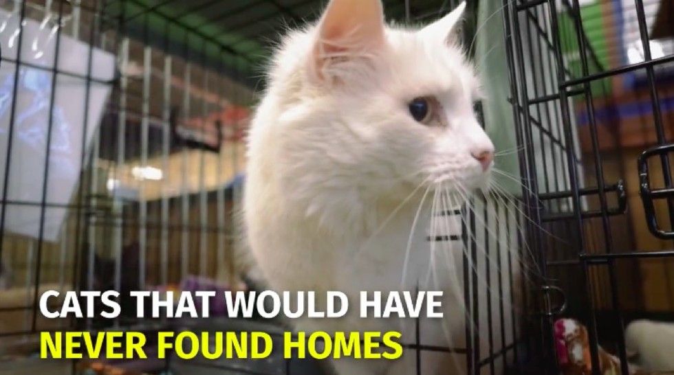 Shelter Saves Homeless Cats by Helping Them Find a Job! Love Meow