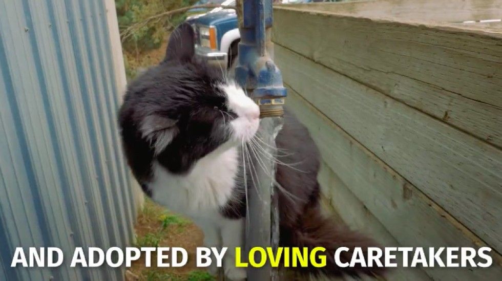 shelter saves homeless cats by giving them jobs
