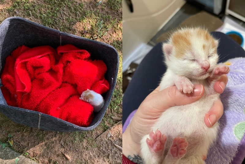 orphaned kitten tiny