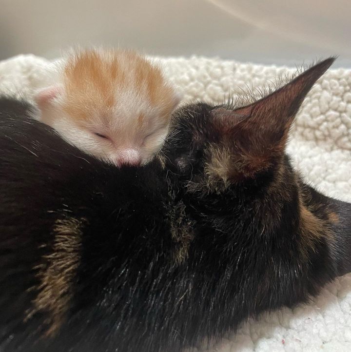 kitten snuggling cat