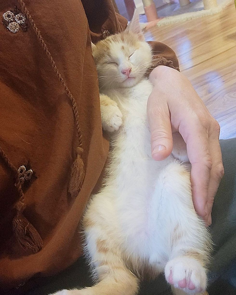 lap kitten feline  sleeping