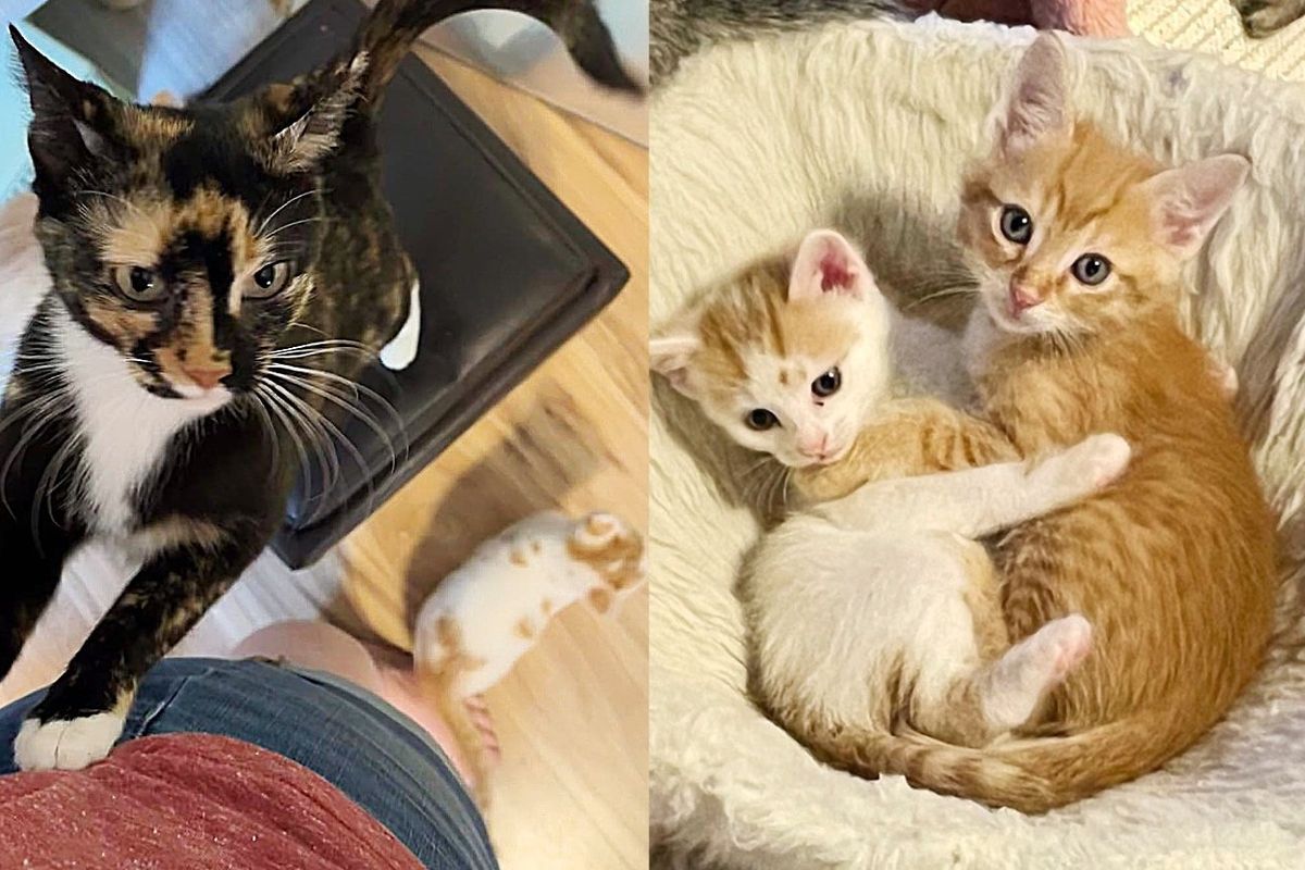Kitten Left in a Park but Adopted by a Cat, He's so Clingy He Sticks to Everyone Like Glue
