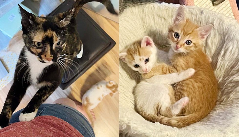 Kitten Left in a Park but Adopted by a Cat, He's so Clingy He Sticks to Everyone Like Glue