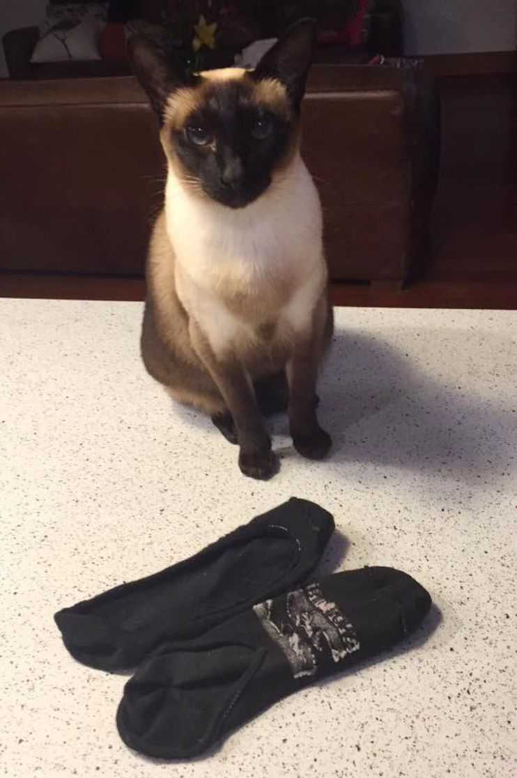 Meet Brigit the cat who likes to steal men's undies