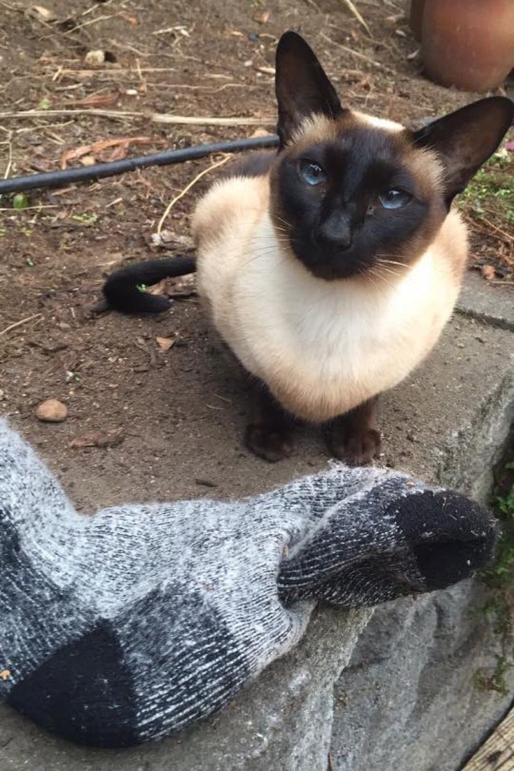 New Zealand cat exclusively steals underwear and socks from neighbours