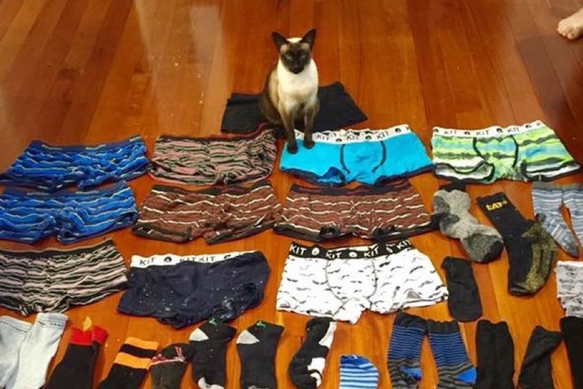 brigit cat burglar steal men's underwear and socks