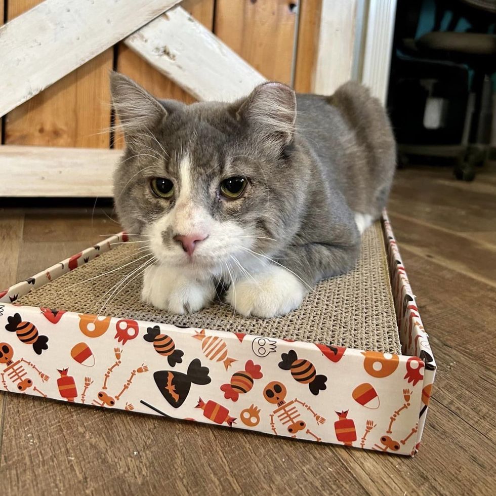 sweet cat scratcher