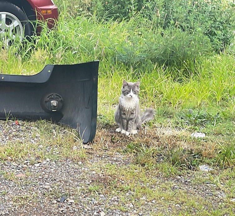 stray cat streets