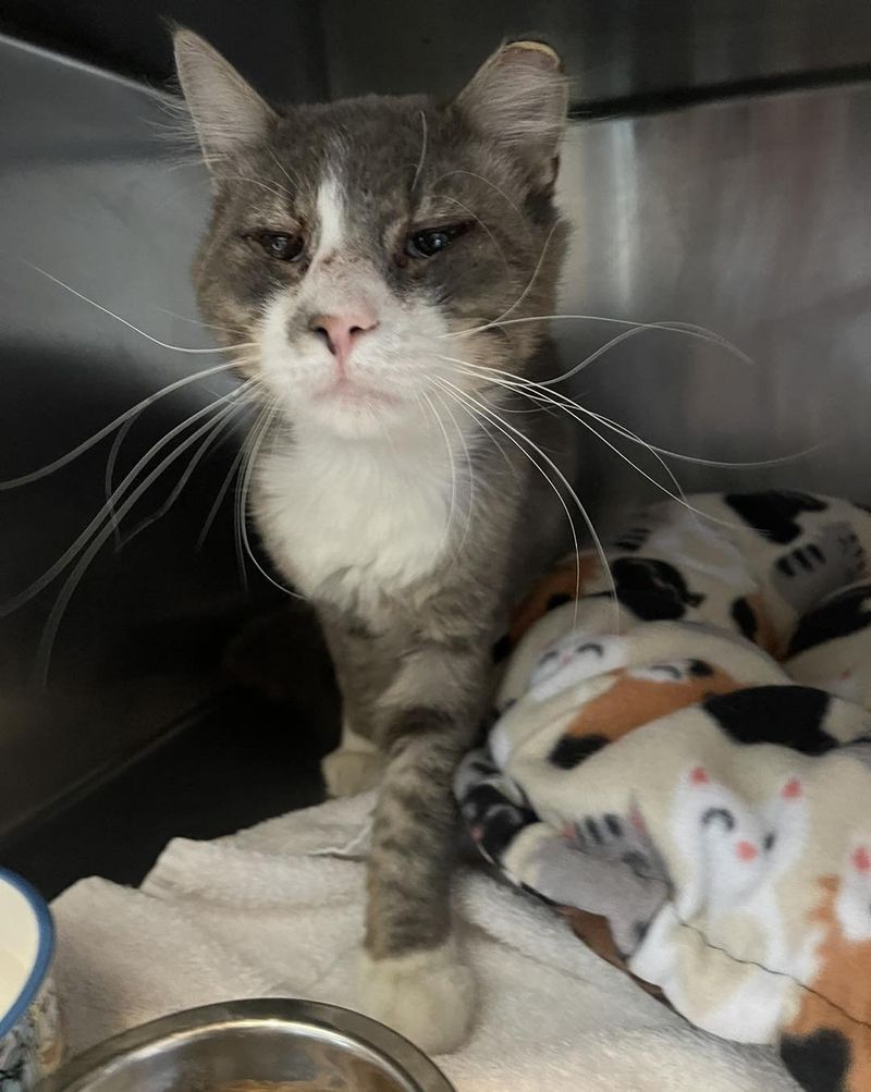 stray cat at vet