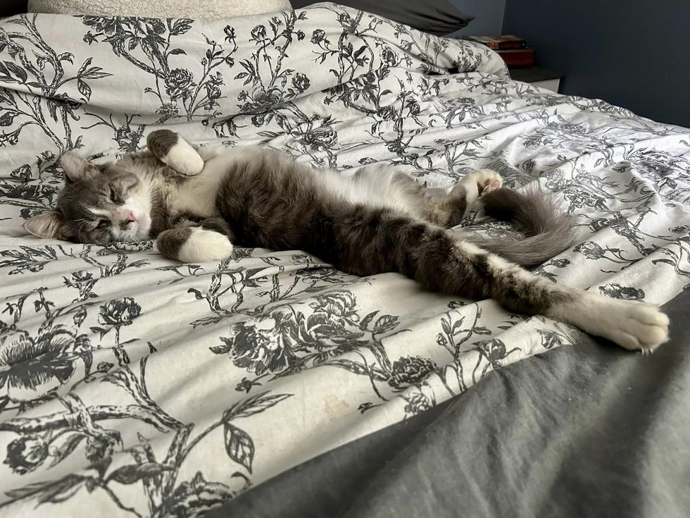 sleeping happy cat stretching