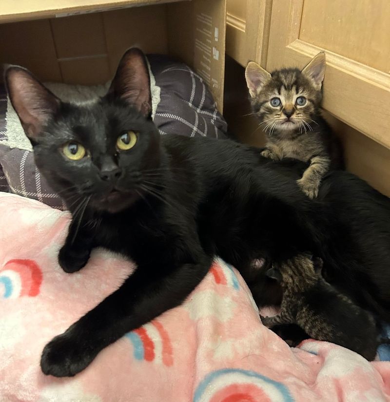 sweet cat nursing kittens