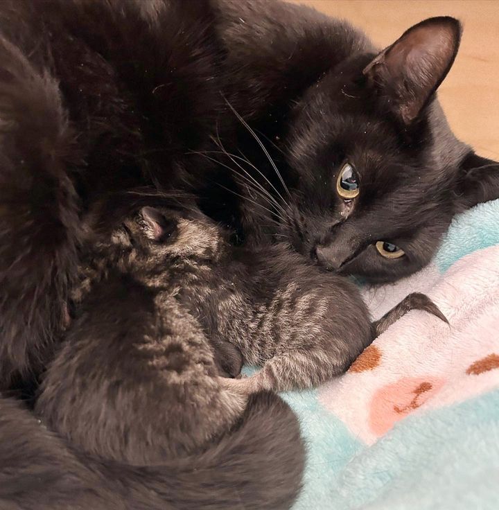 cat nursing tabby kittens