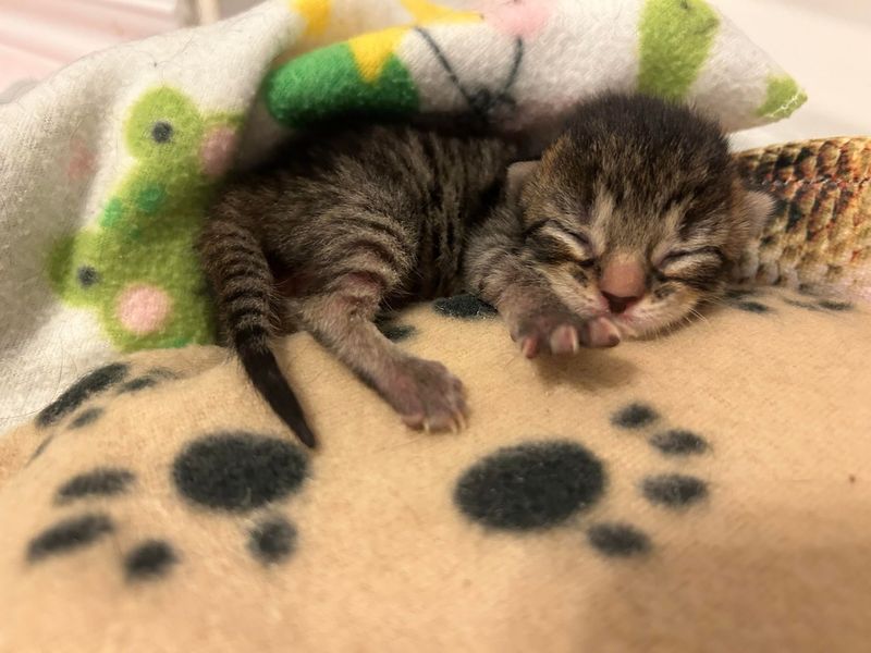 sweet tabby newborn kitten