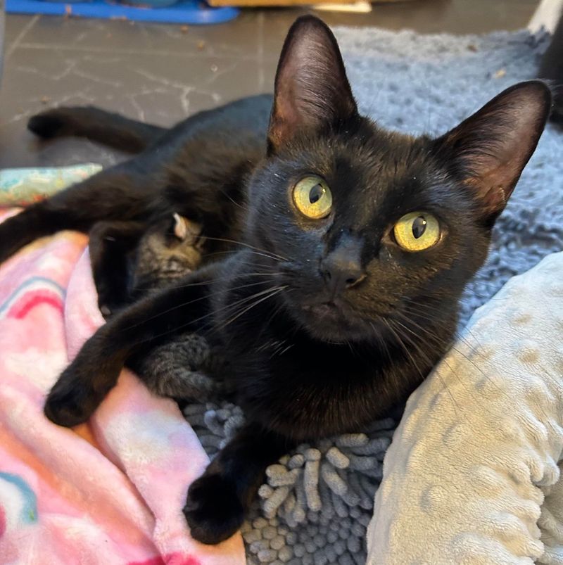 cat nursing orphan kitten