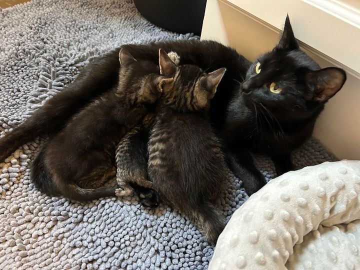 cat tabby kittens nursing