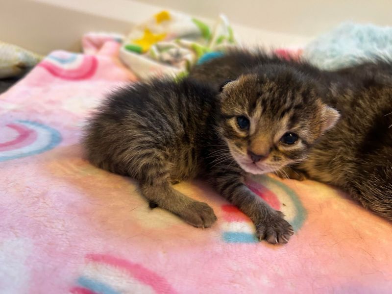 sweet tiny tabby kitten