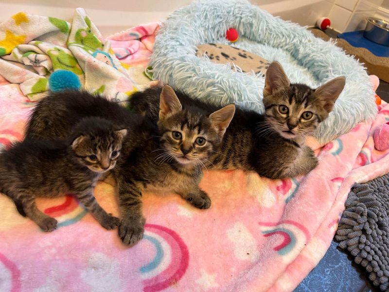 trio tabby kittens