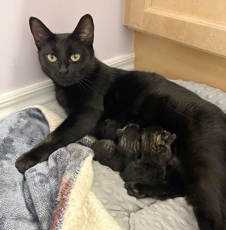 cat sweet nursing kittens