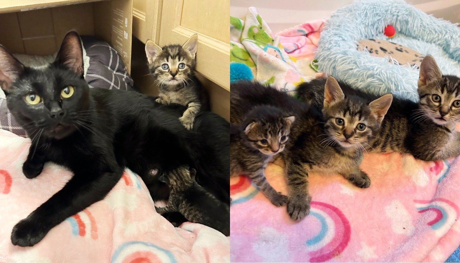 Cat Had One Kitten Then a Second the Next Day, 6 Weeks Later She Took in a Tiny Newborn Found in Grassy Yard