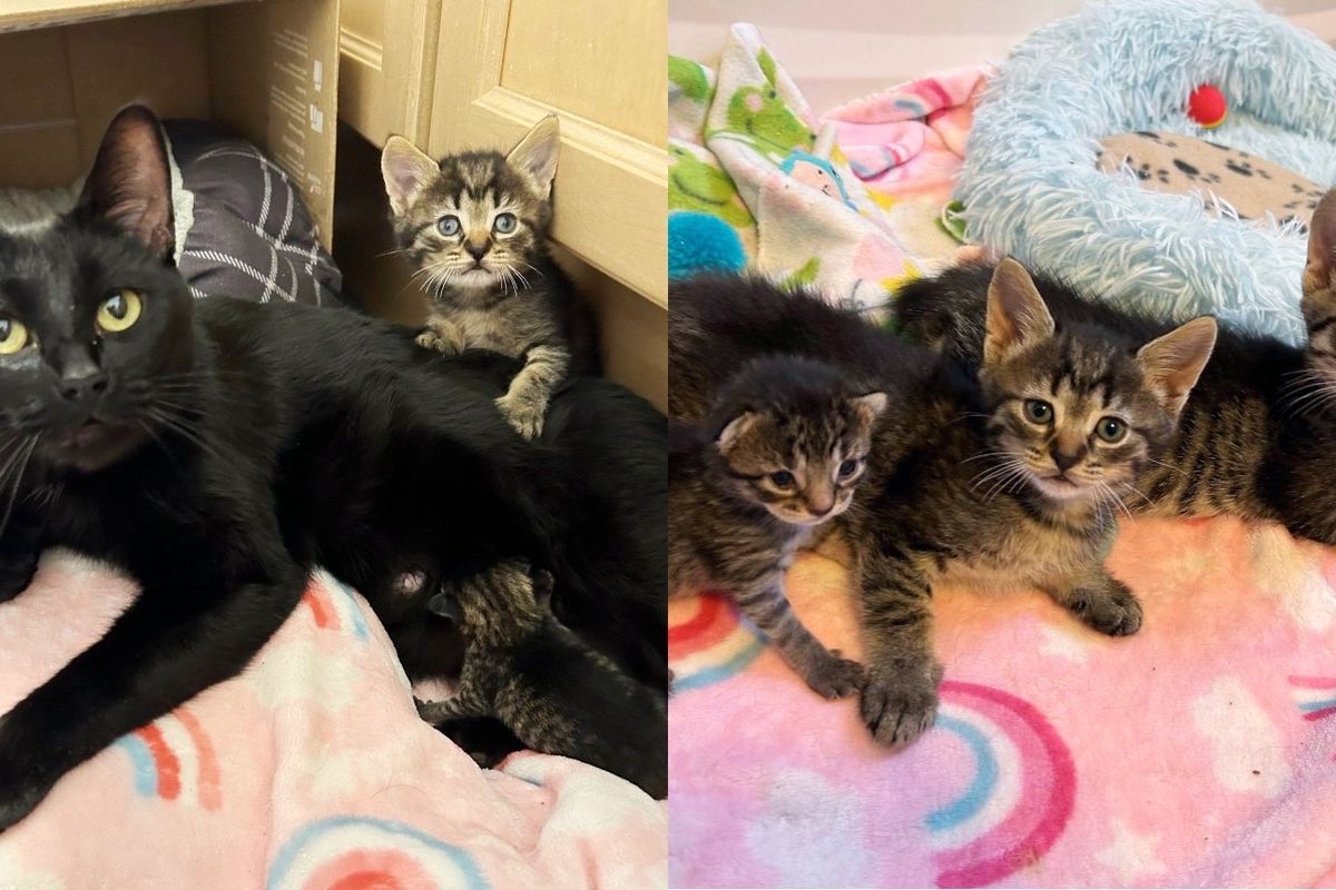 Cat Had One Kitten Then a Second the Next Day, 6 Weeks Later She Took in a Tiny Newborn Found in Grassy Yard