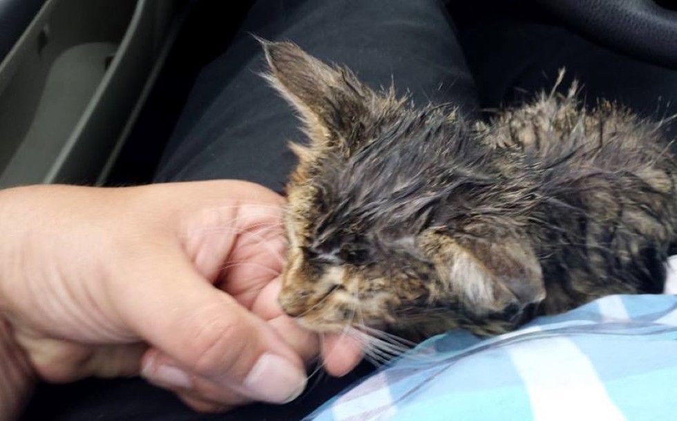 young man rescues stray kitten from woods
