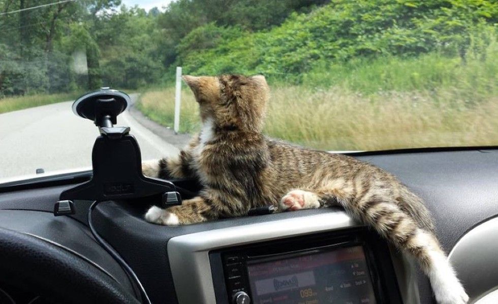 Stray Kitten Stops Young Man and Asks Him to Take Her Home - Love Meow