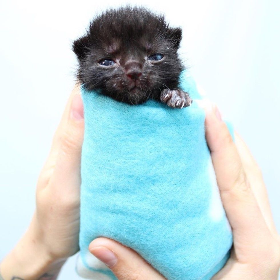 Orphaned Baby Was So Tiny They Didn T Know He Would Survive A Week Later Love Meow Orphaned Baby Was So Tiny They Didn T Know He Would Survive A Week Later Love Meow