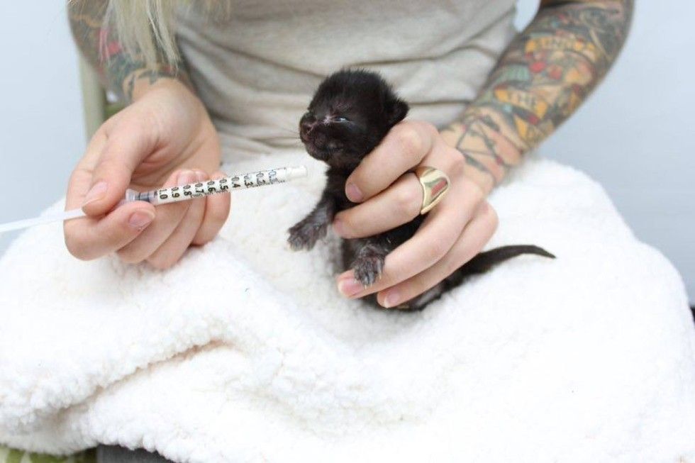 Kitten lady bottle feeding hotsell