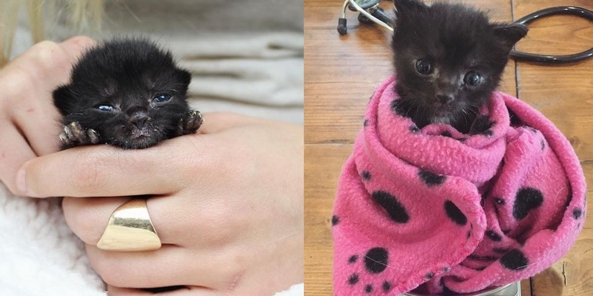 Orphaned Baby was So Tiny They Didn't Know He Would Survive, A Week Later..