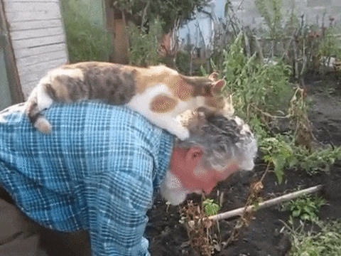 cat gives human dad massage while gardening