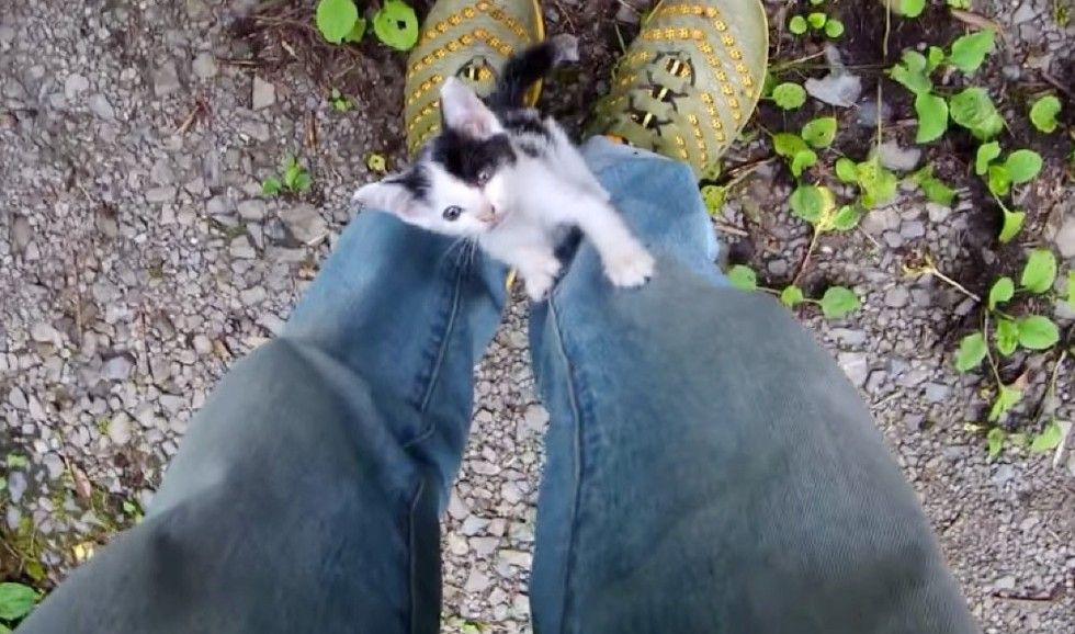 man saves 6 kittens from remote mountain road