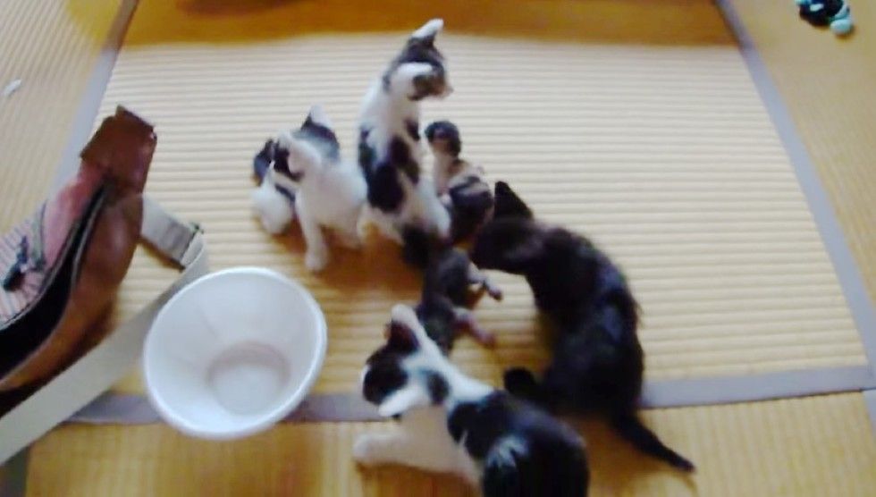 man saves 6 kittens from remote mountain road