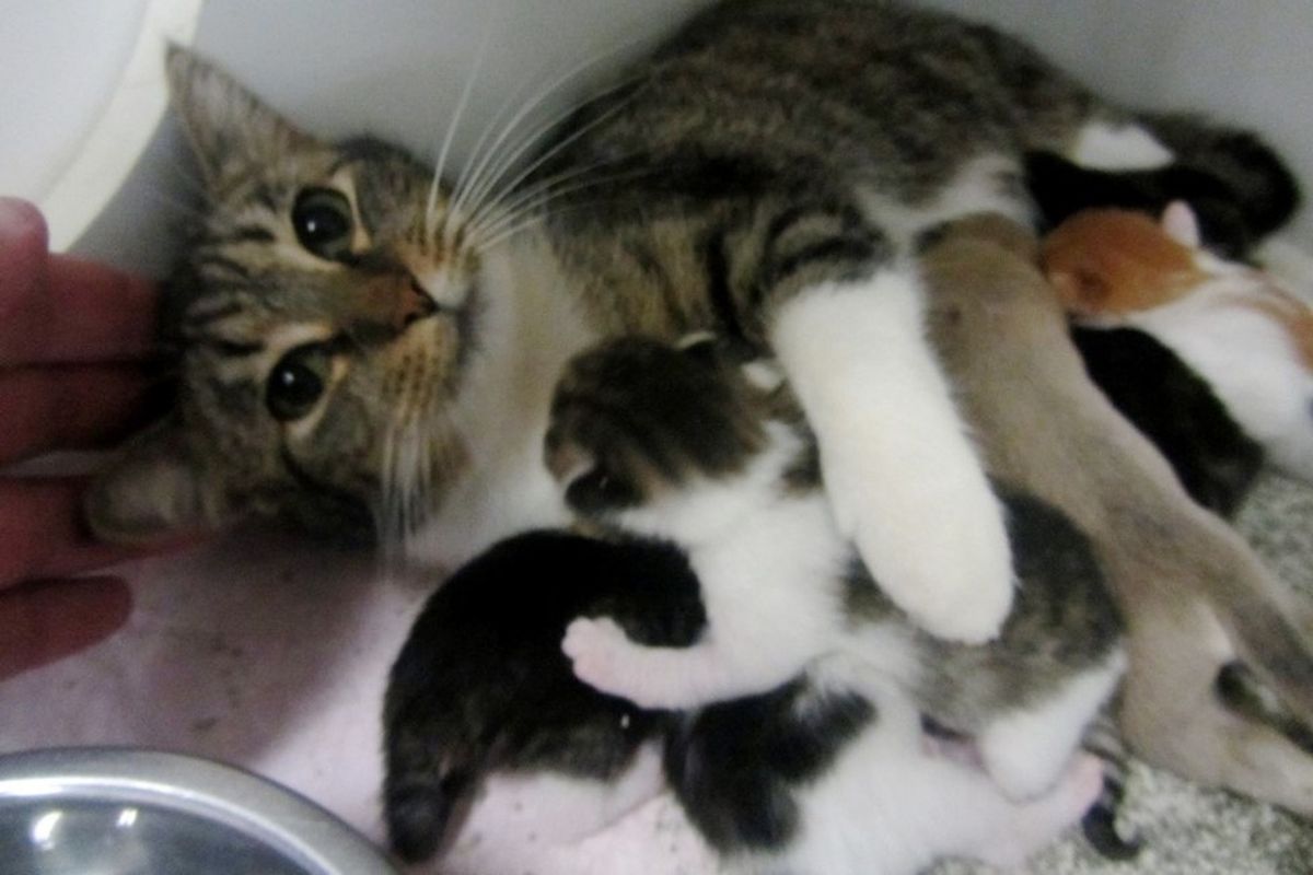 shelter cat moms adopt orphaned puppies