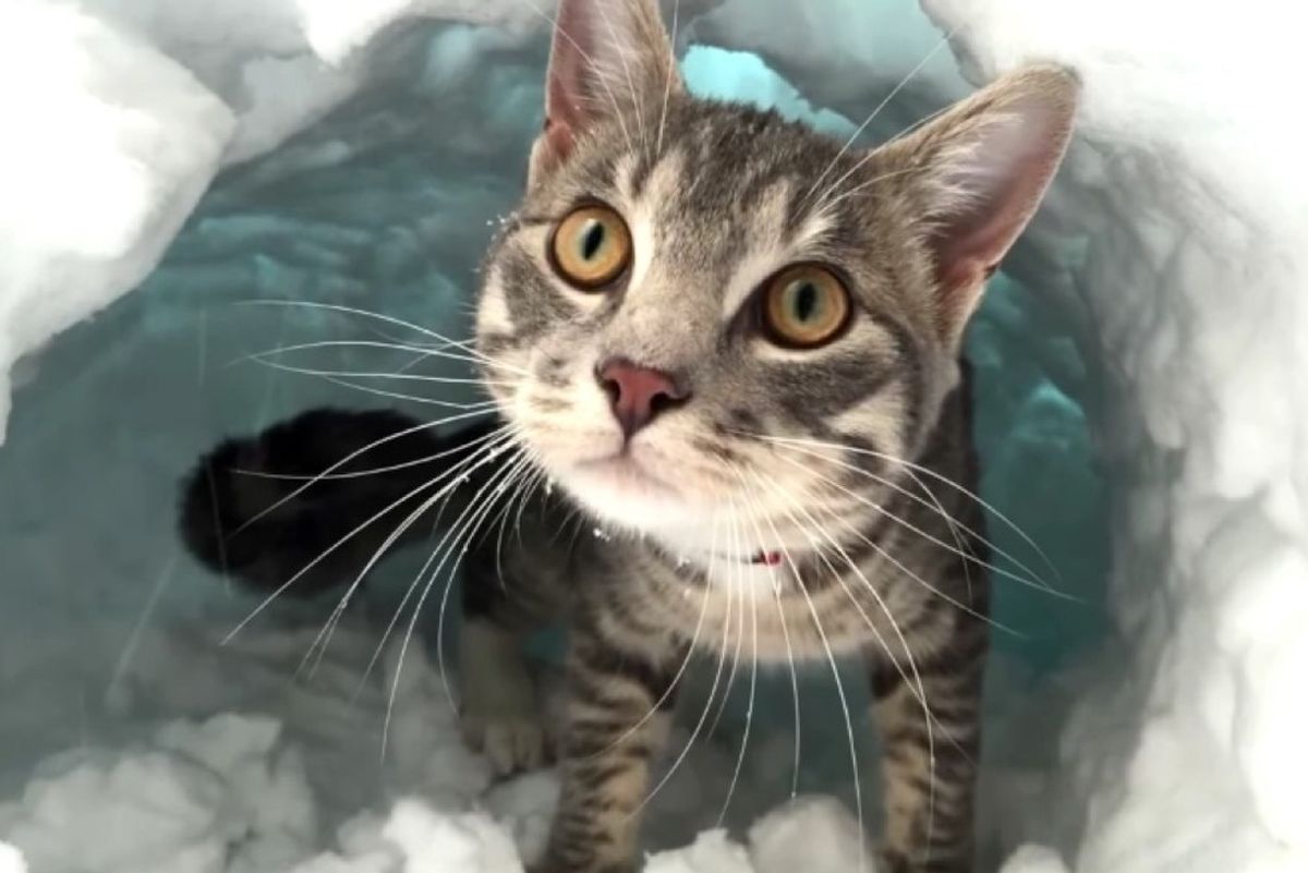 cat boots makes igloo with snow pile