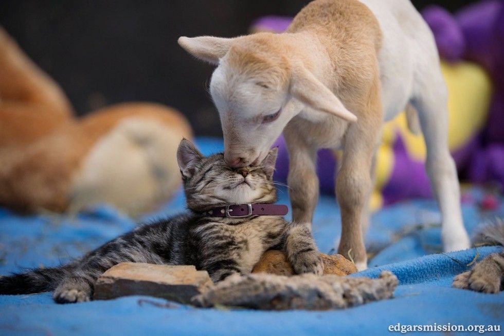 Two Rescue Kittens Find Love And Comfort In An Unlikely Friend - Love Meow