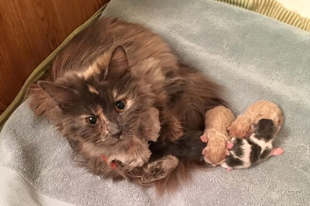 rescue stray cat eats on her own again after having her kitten babies