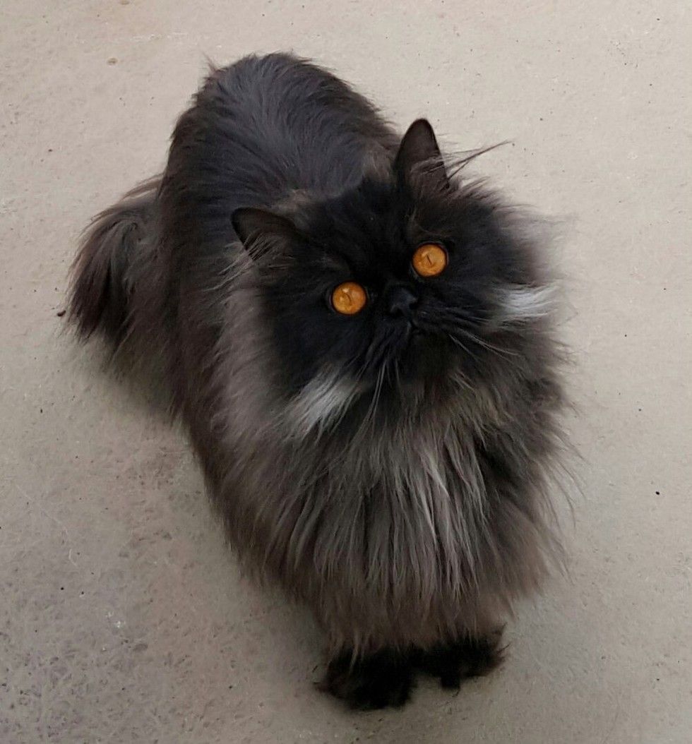 Black persian cat clearance with orange eyes