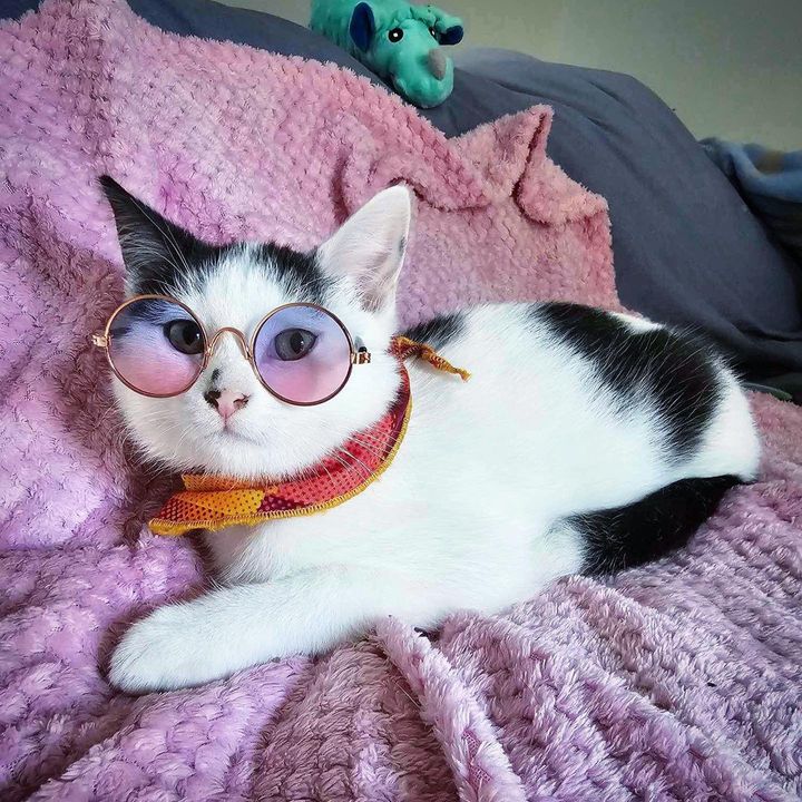 kitten glasses cute