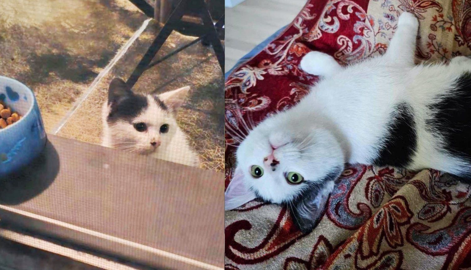 Kitten Climbs onto a Balcony Looking for Food, Then Hangs Around by the Door Until Someone Lets Her in