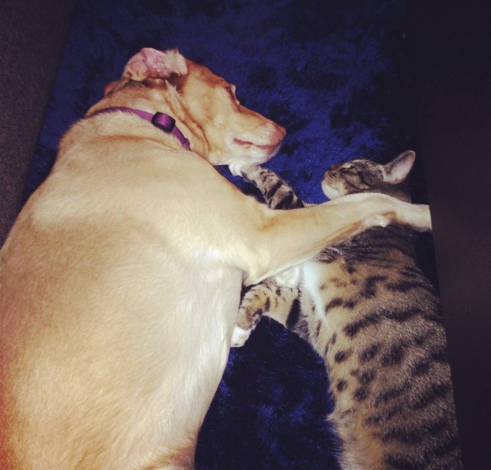 adopted kitten finds new mom dog