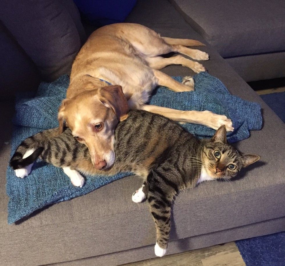 adopted kitten finds new mom dog