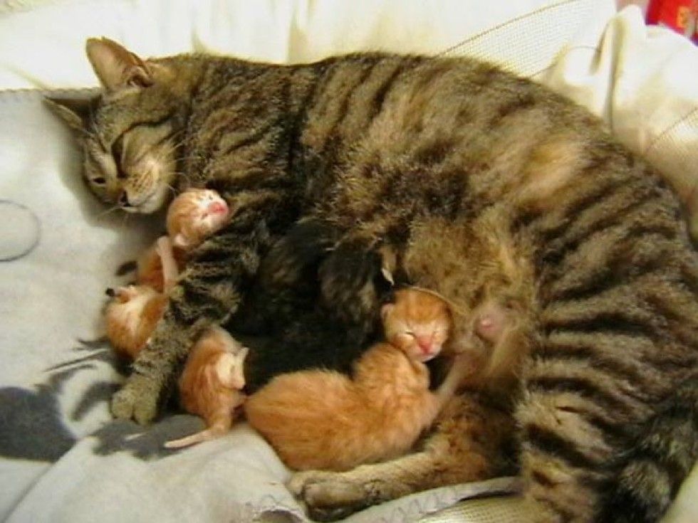 Stray Cat Followed Kind Woman Home, 2 Hours Later, She Brought Her the ...