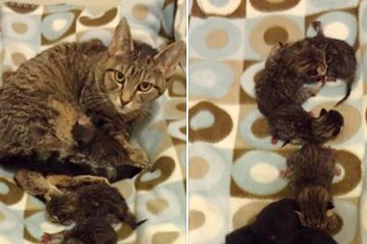 Tabby Cat Surprised Shelter Staff with 9 Mini Tabbies!