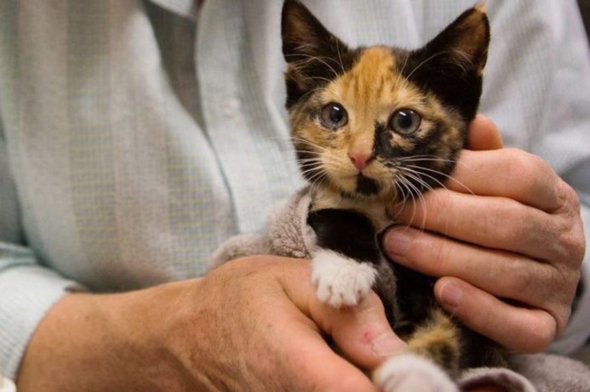 calico cat rescued from being wedged between sheds