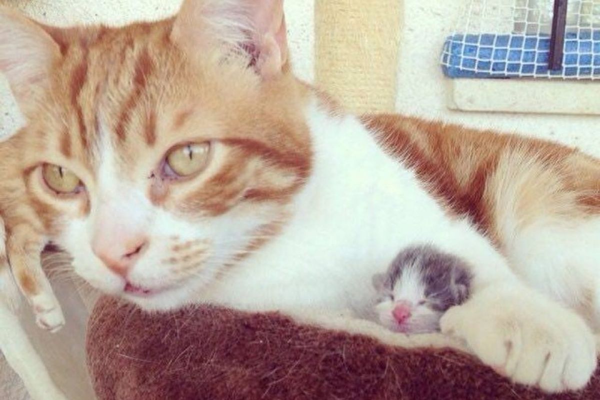 male cat becomes dad to orphaned kitten