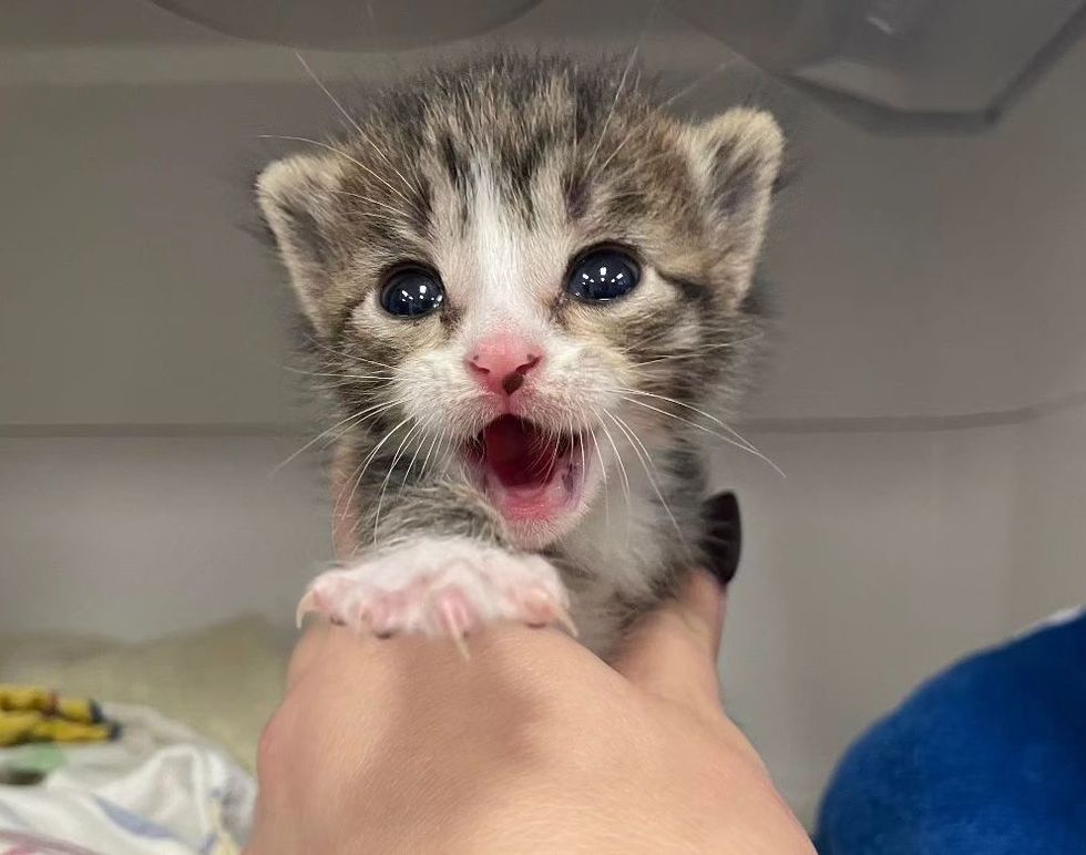 crying tiny kitten
